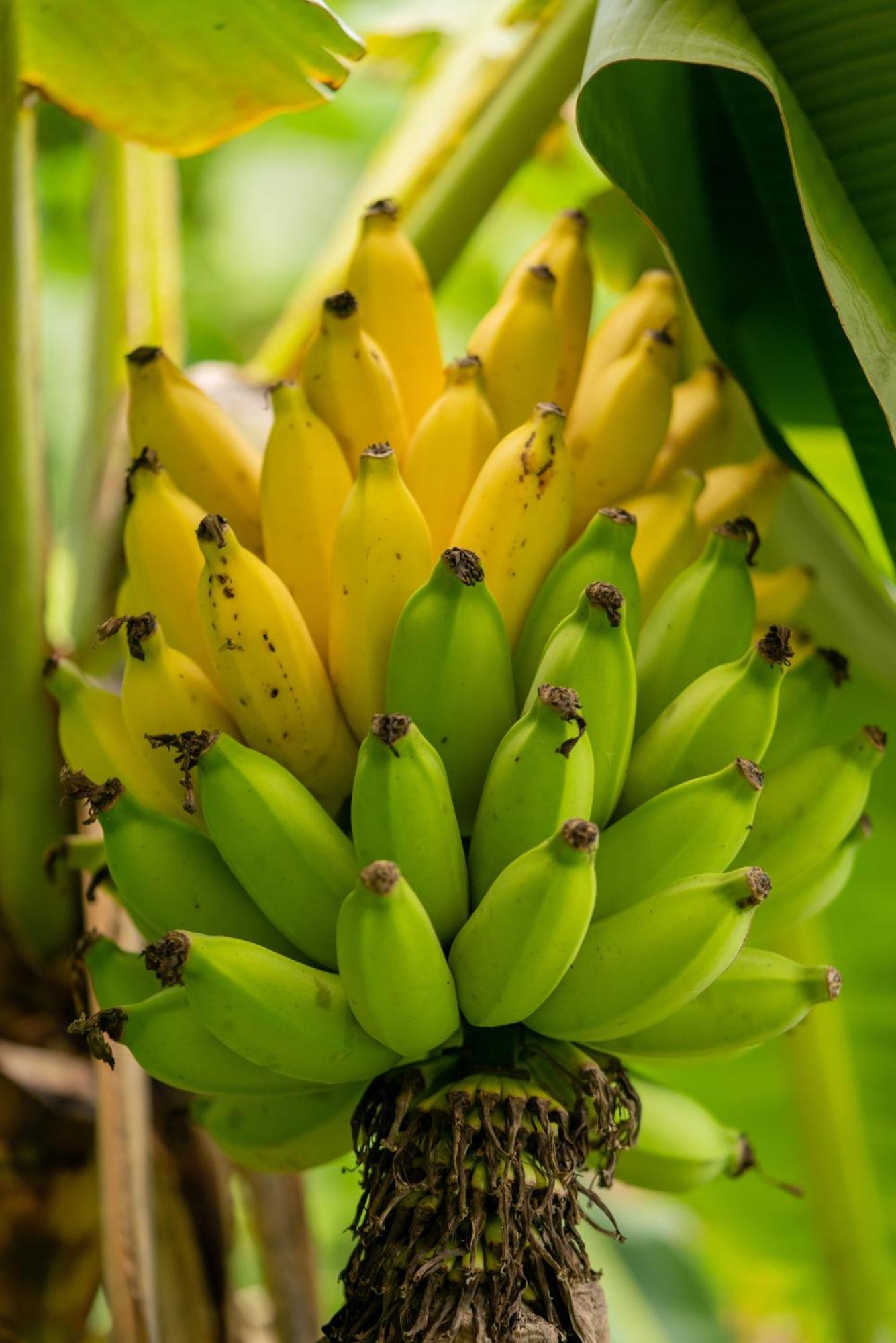 Jungle Haven Ocean Front Eco Villa On Fruit Farm Pahoa Dış mekan fotoğraf