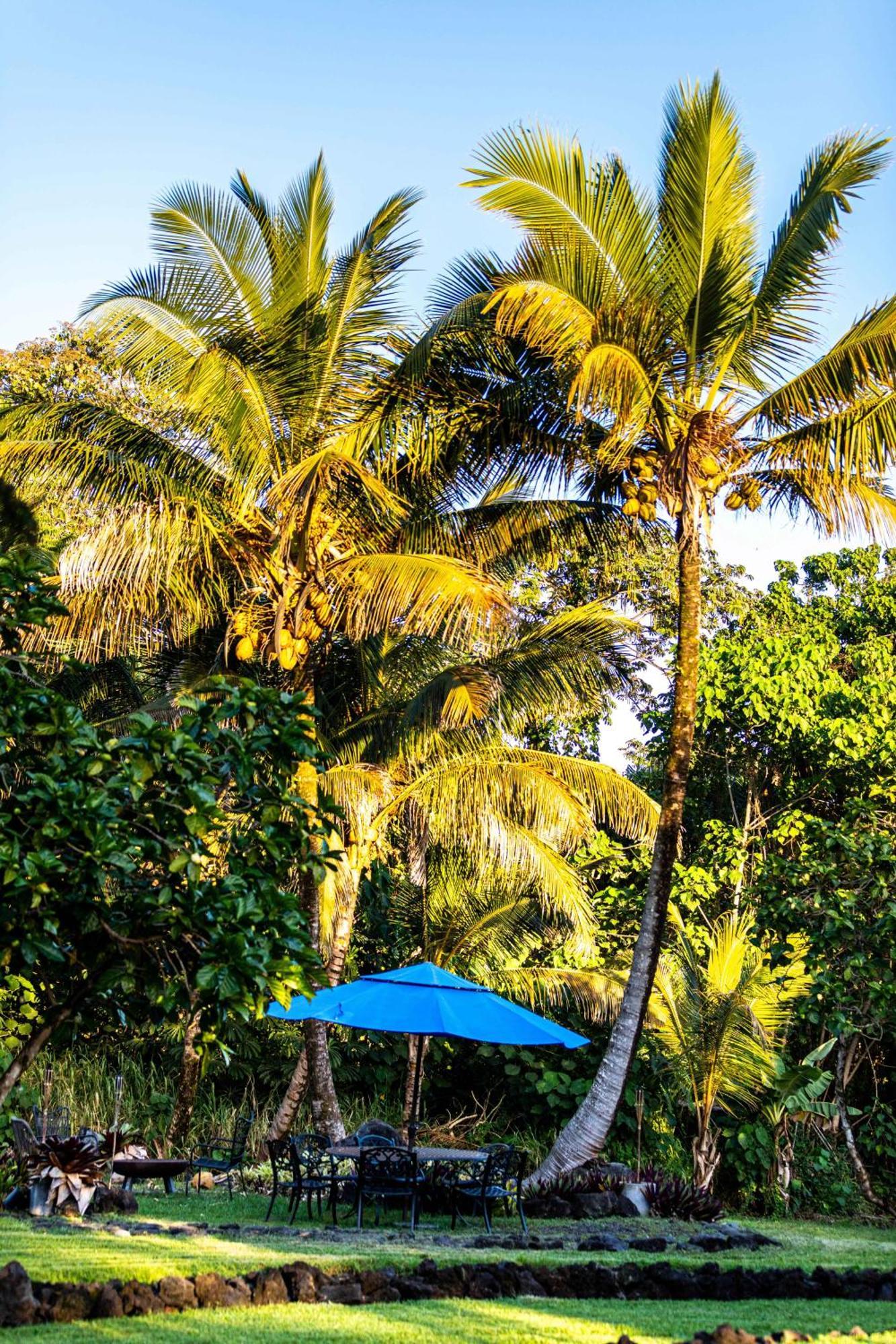 Jungle Haven Ocean Front Eco Villa On Fruit Farm Pahoa Dış mekan fotoğraf