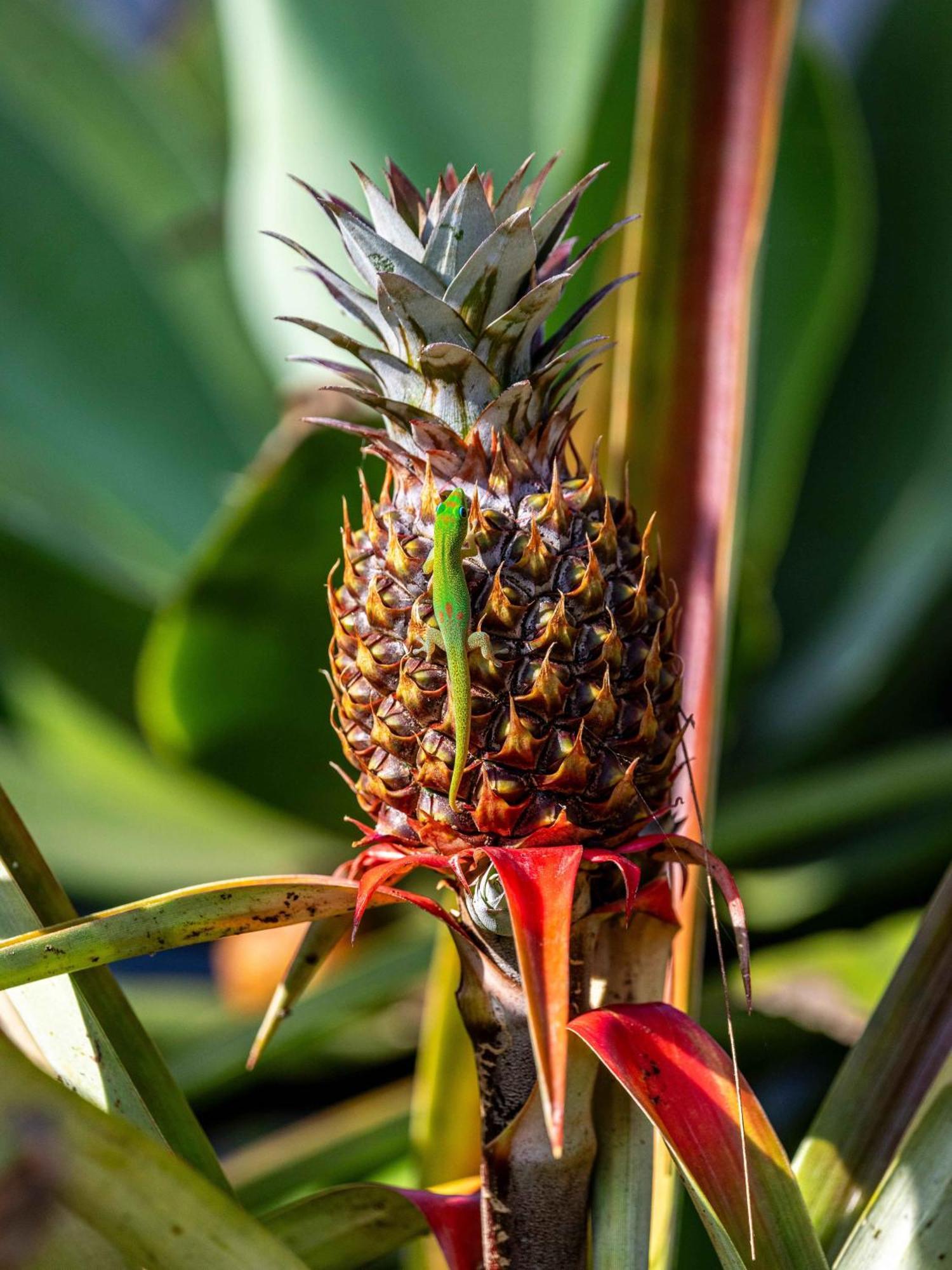 Jungle Haven Ocean Front Eco Villa On Fruit Farm Pahoa Dış mekan fotoğraf